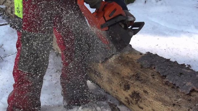 Loop of SLOW MOTION: Lumberjack cutting a tree trunk