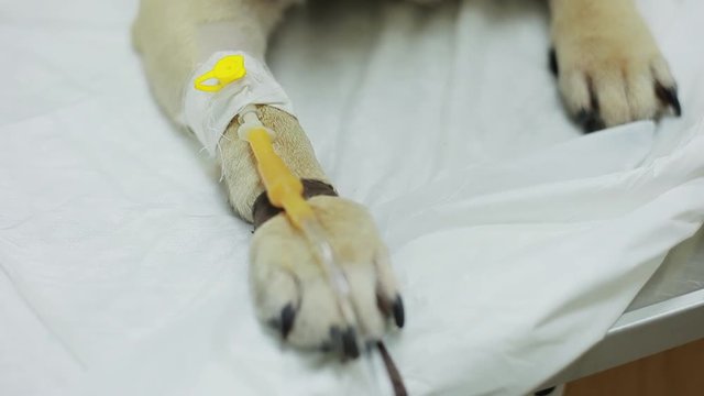 Catheter in the paw. Pug dog in a veterinary clinic