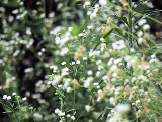 Tiny Buds