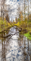 forest stream in early autumn