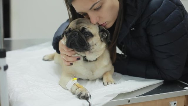 A sick pug dog in a veterinary clinic with a catheter in the paw
