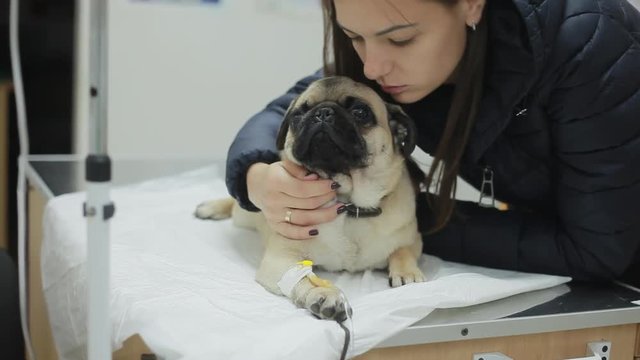 A sick pug dog in a veterinary clinic with a catheter in the paw