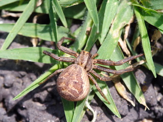spider in the back garden.