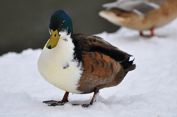 Colorful duck in the snow by jziprian