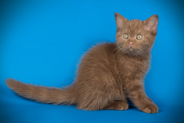 Scottish straight shorthair cat on colored backgrounds