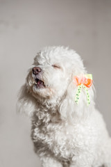 White dog in a grey background looking at the camera with yellow and orange ties on her ears and...
