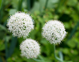 Blooming onion (Allium cepa)