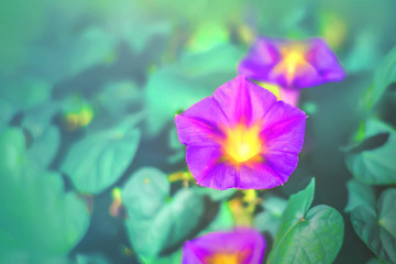  beautiful summer and autumn colorful petunia flowers. floral background. tinted