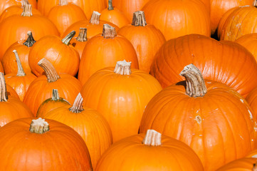 Kürbis, oranger Kürbisse, Dekoration, Kürbisernte, Kürbisbauer, Kürbismarkt, Kürbisfest, Herbst, Herbstfest, Herbstdekoration, Schweiz