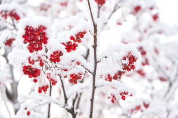 Red berries covered with snow