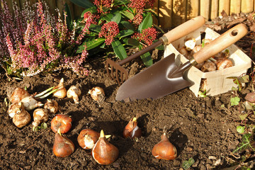 Plantation de bulbes de fleurs en automne