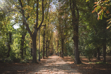 Autumn landscape. Autumn in the park, alley of trees
