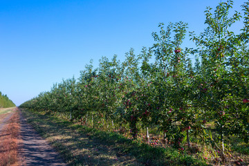 Fototapeta na wymiar Fruit apple orchard with ripe apples on apple trees branches. Infinite perspective endless rows of plants in a large agricultural farm.