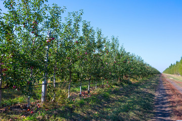 Fruit apple orchard with ripe apples on apple trees branches. Infinite perspective endless rows of...