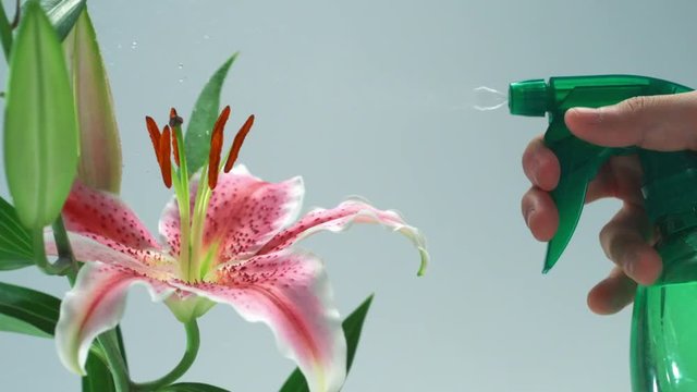Loop of Spraying water on flower lily shooting with high speed camera, phantom flex.