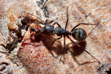 The ant is close-up.