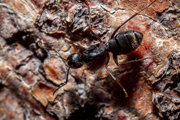 The ant is close-up.