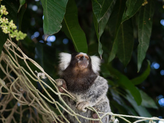 Wild Monkey