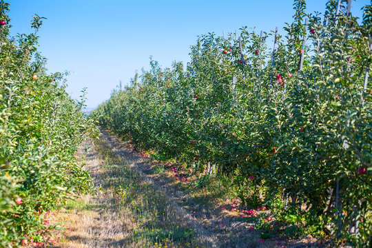 Fruit apple orchard with ripe apples on apple trees branches. Infinite perspective endless rows of plants in a large agricultural farm.