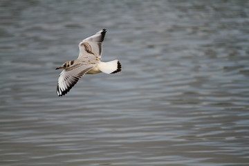 seagull in flight