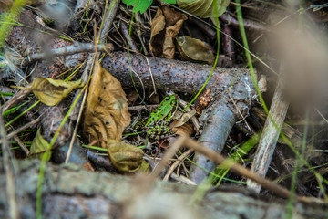 Green frog among leaves and branches