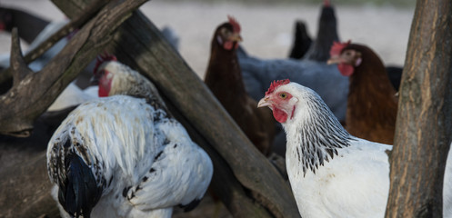 Free range chicken on a traditional poultry farm