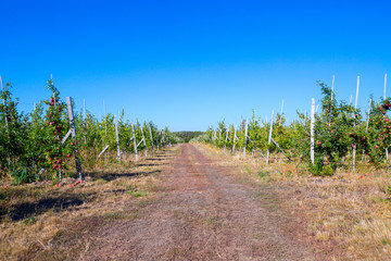 Fruit apple orchard with ripe apples on apple trees branches. Infinite perspective endless rows of plants in a large agricultural farm.