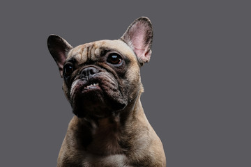 Close-up photo of a growling pug on gray background.