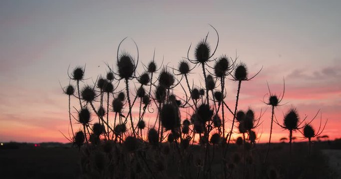 Tramonto rosso fuoco dietro delle siepi