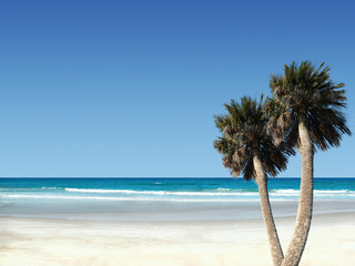 Two palm trees on tropical island beach