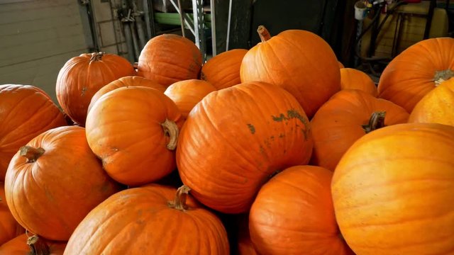a lot of pumpkins in the trailer
