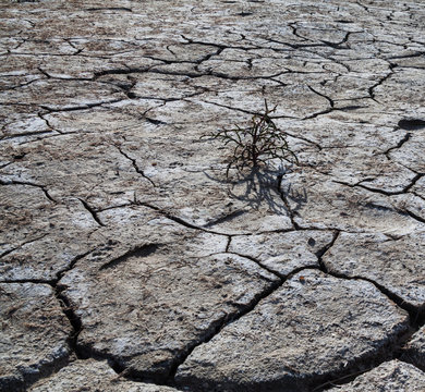 Glasswort on the cracked dry ground.