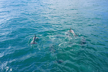 Naklejka premium Wild dolphins playing in the water in the Bay of Islands, New Zealand