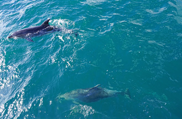 Naklejka premium Wild dolphins playing in the water in the Bay of Islands, New Zealand