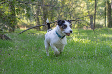 jack russell terrier play in the summer park on the green grass