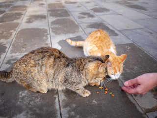 Close up hand of a teenage girl with food and two hungry stray cats on the street eat food on the pavement