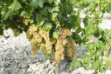 Planta de la vid con la uva madura
