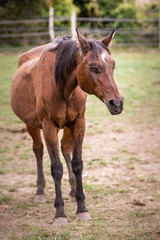 Obraz premium horses living in belium