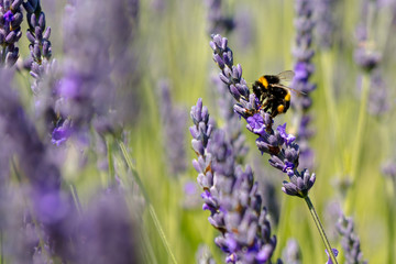 A bee collect nectar from purple lavender flower in a blurred focus lavender field.