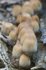 Coprinus micaceus mushroom