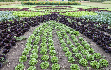 Salad rows