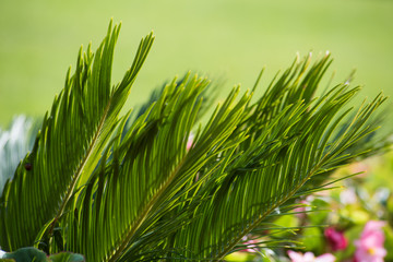 Background of the leaves of a palm tree in the garden