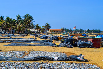 fish market in Negombo