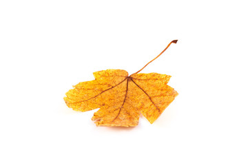 Close-up of maple autumn leaf on white