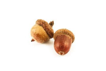 Dried acorns with oak leaf