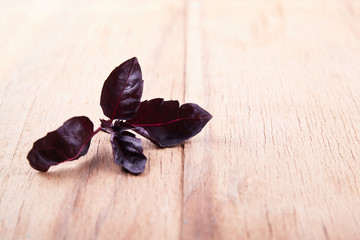 Violet basil close up on wood desk