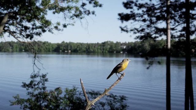 Oriole chased away by a Blue jay.