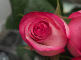 Close-up of rose Bud petals pink. Delicate flowers.