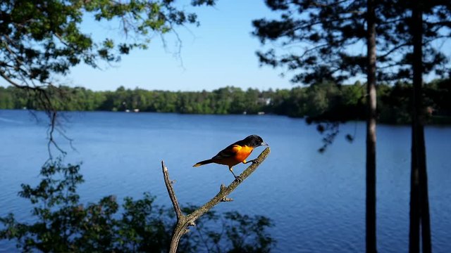Oriole lands on a branch to clean it's beak then fly away.