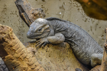 Lizard sleepily looks ahead. Rhinoceros iguana (Cyclura cornuta), also known as the Goliath dragon.